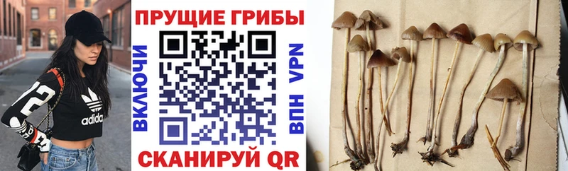 blacksprut онион Новосиль Псилоцибиновые грибы прущие грибы где купить наркоту
